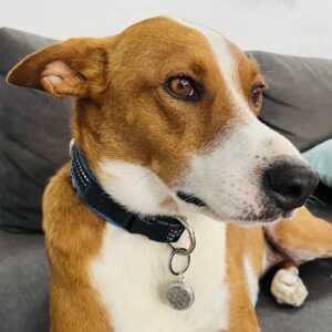 Flower of Life Pet-Tag