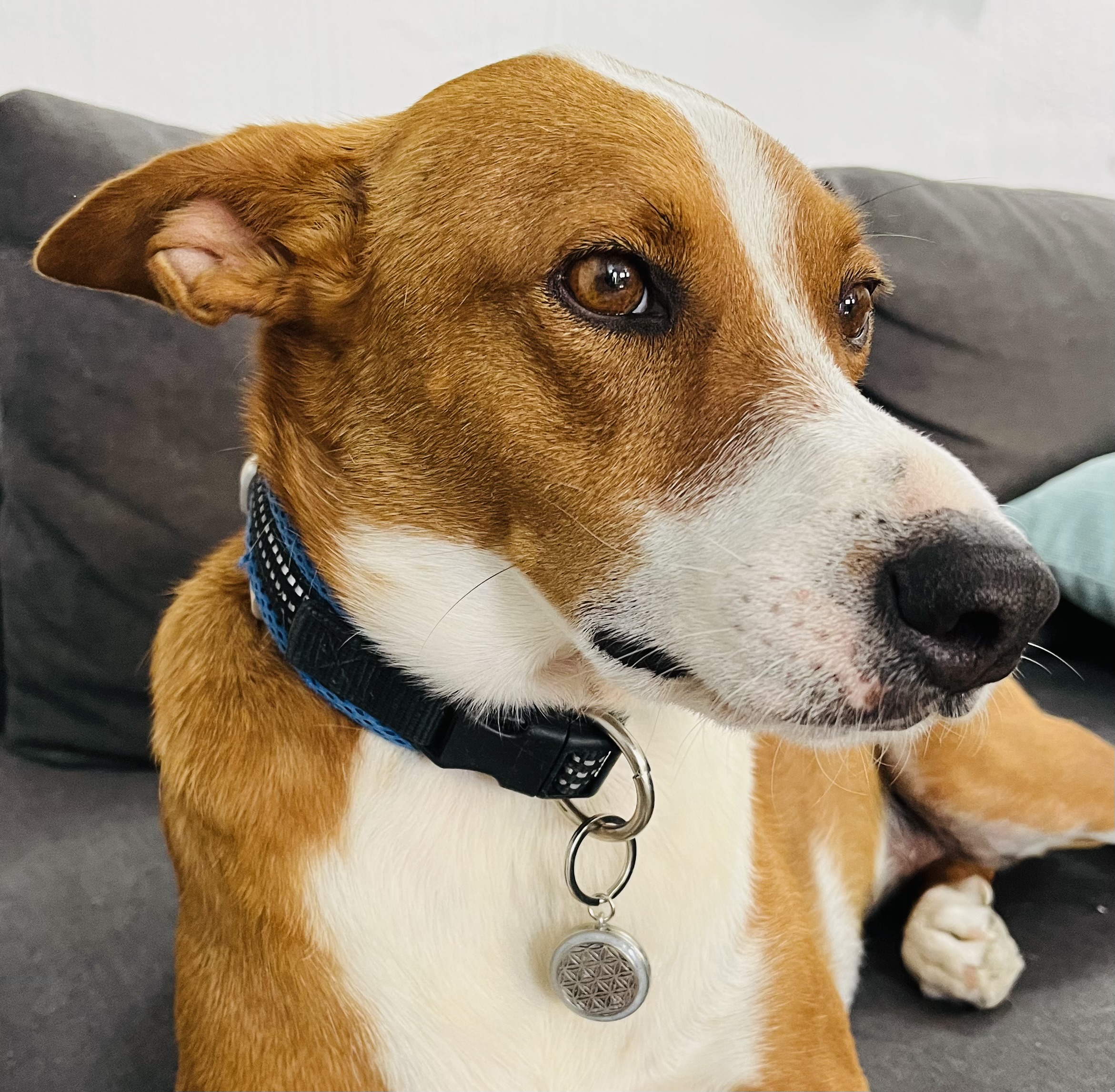 Flower of Life Sacred Geometry KeyChain / Pet-Tag - Image 8